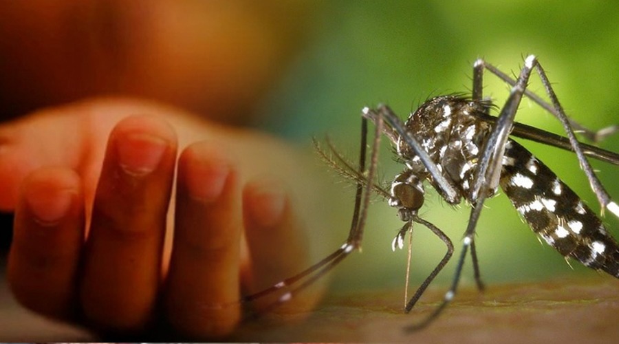 ২৪ ঘন্টায় ডেঙ্গুতে মৃত্যু এক, হাসপাতালে ভর্তি ৩৮৬