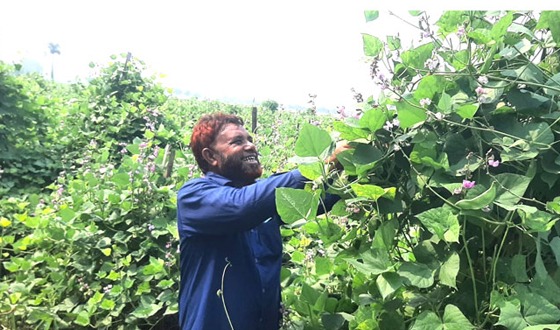 কলারোয়ায় শিম চাষে স্বাবলম্বী যুগিখালীর সাত্তার