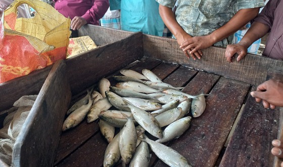 ইলিশের মূল্য নির্ধারণের প্রস্তাব প্রধান উপদেষ্টার অনুমোদন