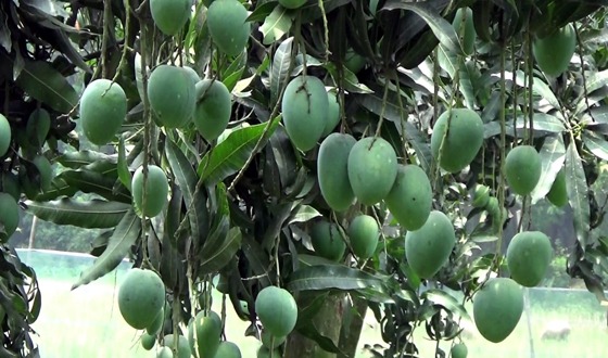 দেশে প্রথম “ম্যাংগো ফেস্টিভ্যাল” হচ্ছে আমের বাণিজ্যিক রাজধানী সাপাহারে