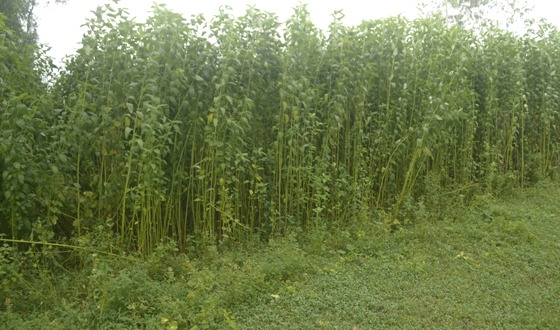 কাহারোলে পানির অভাবে পাট জাগ দিতে পারছে না কৃষক