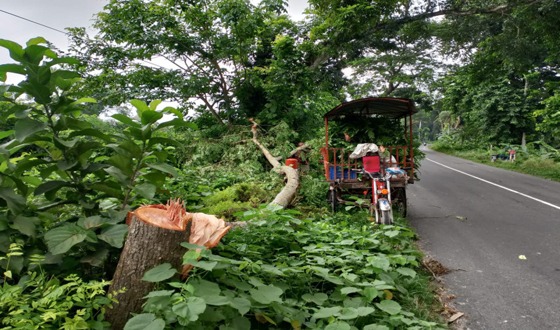 মহাসড়কে গাছ ফেলে ডাকাতির চেষ্টা, রক্ষা পেলো যাত্রীরা