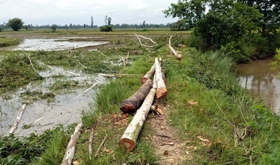 বিরলে নোনা নদীর পাড়ের গাছ কাটার সময় বীট অফিসার কর্তৃক গাছ উদ্ধার