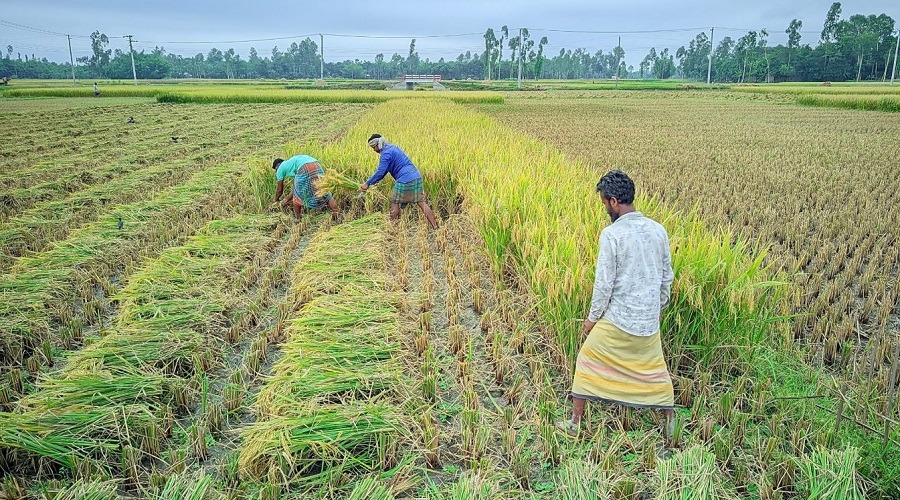 কৃষিশ্রমিক সংকট বাড়লেও ব্যাপকভাবে কমেছে কৃষি যন্ত্রের বিক্রি
