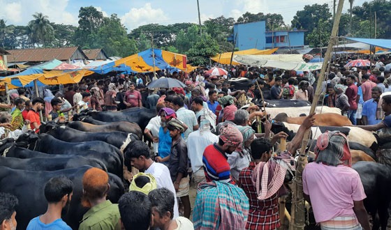চাটমোহরে জমে উঠে কোরবানি পশুর হাট