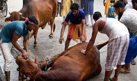 ঢাকায় ও আশপাশে কোরবানি দিতে গিয়ে আহত ১২০
