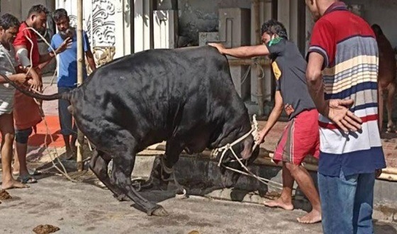 কোরবানি দিতে গিয়ে আহত ৬৪১