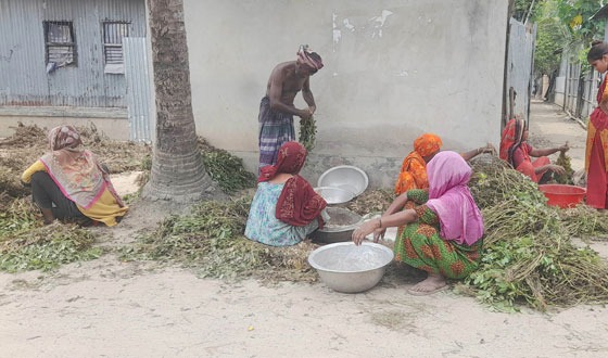 সুজানগরে চিনাবাদামের বাম্পার ফলন