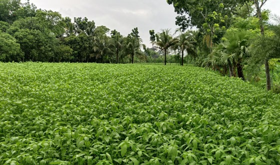 পাটচাষে সোনালী স্বপ্ন দেখছে কৃষক