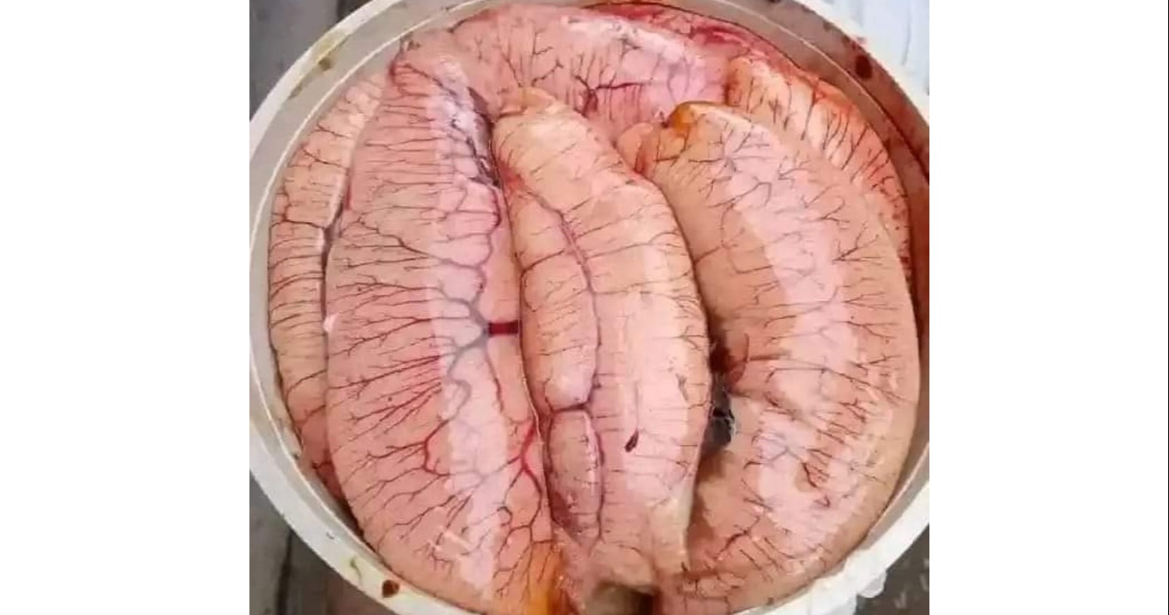 চাঁদপুরে ইলিশের আমদানি কম, মিলছে না কেজি দরে ইলিশের ডিম