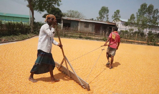 ফুলবাড়ীতে ভুট্টার বাম্পার ফলন হলেও দাম নিয়ে দুশ্চিন্তায় কৃষক