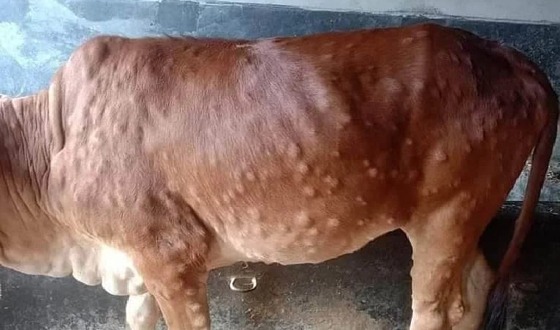 শৈলকুপায় লাম্পি স্কিন ডিজিজ রোগ ছড়িয়ে পড়েছে : ভ্যাকসিনের সংকট