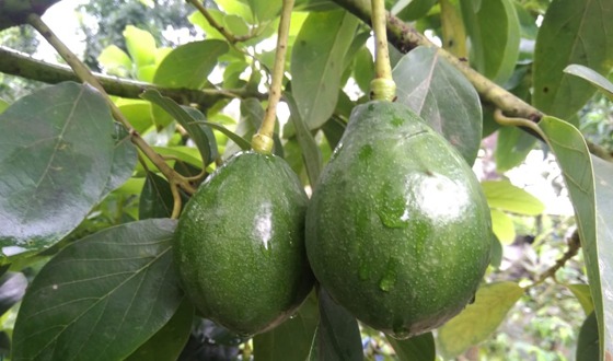 কালীগঞ্জে পুষ্টিকর ফল অ্যাভোকাডো