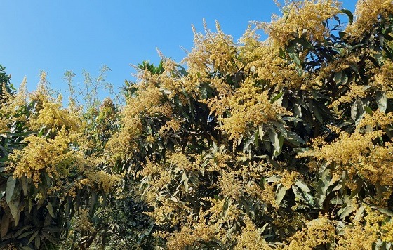 সাপাহারের বাতাসে আমের মুকুলের মৌ মৌ ঘ্রান, পরিচর্যায় ব্যস্ত বাগানিরা