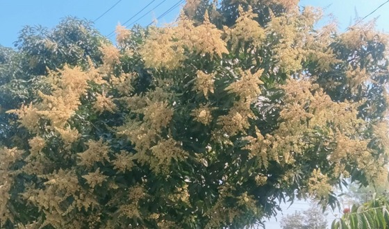 পোরশায় মুকুলে-মুকুলে ভরেগেছে আমগাছ