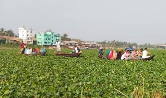 ধনাগোদা নদী ঢেকে আছে কচুরিপানায়, বিঘ্ন নৌ চলাচল