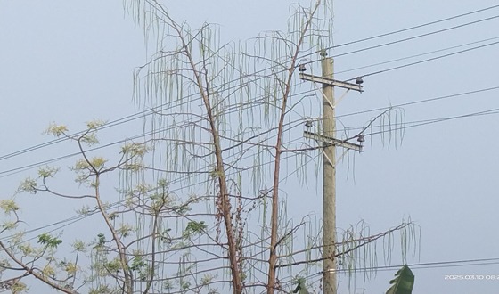 তালায় সজিনার বাম্পার ফলন দামে খুশি চাষী