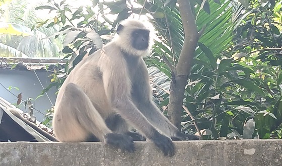 চাটমোহরে লোকালয়ে মুখপোড়া হনুমান