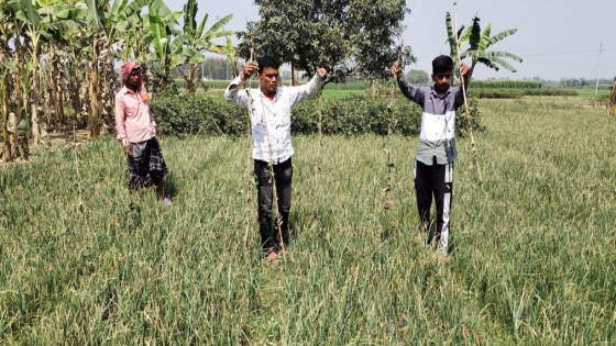 রাজশাহীতে পূর্ব শত্রুতার জেরে পটল খেতের গাছ কর্তৃন