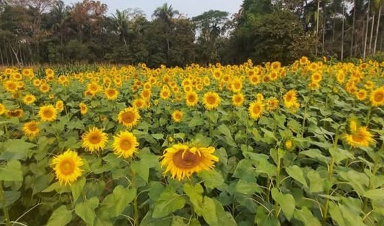 মতলবে জনপ্রিয় হয়ে উঠছে সূর্যমুখী চাষ