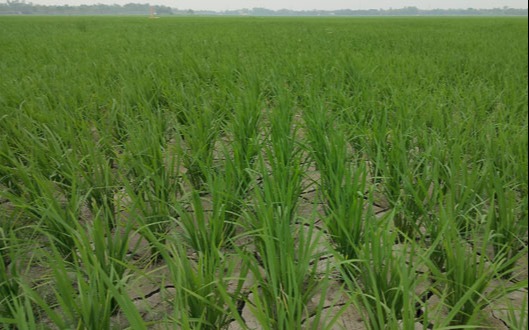 মান্দায় গভীর নলকূপ অকেজো, হুমকিতে বোরো আবাদ