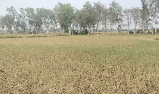 তানোরে স্ত্রী অপারেটর প্রভাষক স্বামীর সেচ দেয়ার নামে চাঁদাবাজি