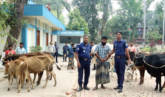 বিএনপি নেতার বাড়ী থেকে ১৩ চোরাই গরু উদ্ধার: গ্রেফতার ১
