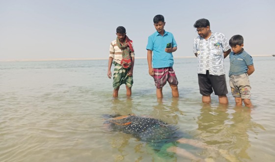 বাঘায় পদ্মায় অজ্ঞাত নারীর ভাসমান লাশ উদ্ধার