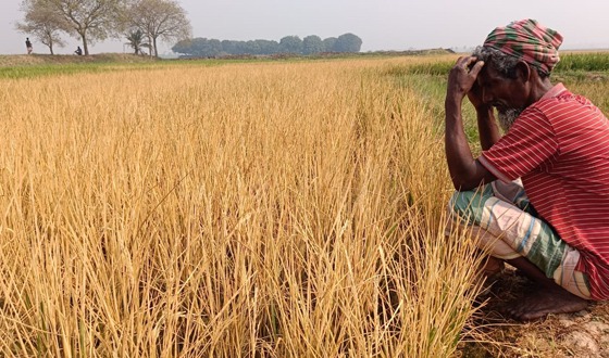 পোরশায় ৮০বিঘা জমির বোরো ধান নষ্ট করেছে দুর্বৃত্তরা