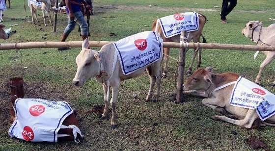 পিরোজপুরে মৎস্যজীবীদের  মাঝে গরু বিতরনে অনিয়ম