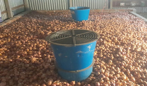 সুজানগরে আধুনীক পদ্ধতিতে পেঁয়াজ সংরক্ষণ জনপ্রিয় হয়ে উঠছে