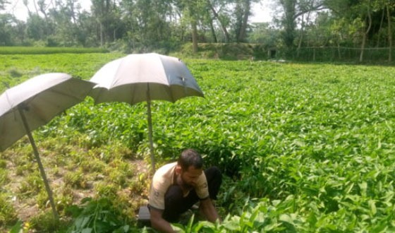 দিঘলিয়ায় কলমি শাকের চাষ করে সফল গোলাম মোস্তফা