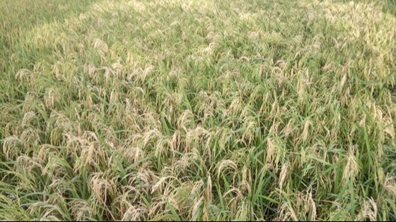 মেলান্দহে বিআর-২৮/২৯ ধানে ব্লাস্ট রোগ