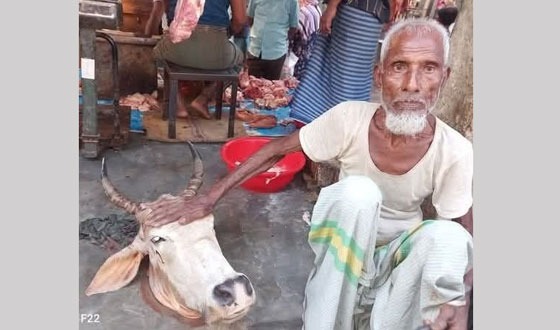 চোরাই গ"রু বিক্রি, মাথা দেখে শনাক্ত করল মালিক