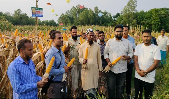 মান্দায় ভুট্টা কাবেরী ৫৪ এর মাঠ দিবস