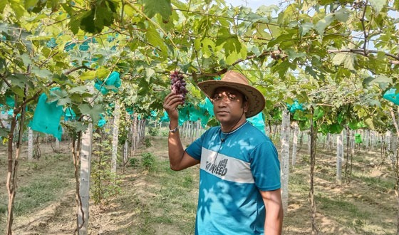 চৌগাছায় লাল আঙ্গুর চাষে রঙিন স্বপ্ন বুনছেন এপিল