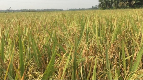 কালীগঞ্জে এবছর বোরো ধানের বাম্পার ফলনে খুশি কৃষক