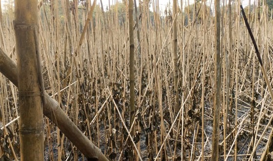 কালীগঞ্জে তিন কৃষকের ৬ বিঘা পানের বরজ
