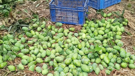 রাজশাহীতে ম্যাঙ্গো ক্যালেন্ডার অনুযায়ী আম সংগ্রহ শুরু
