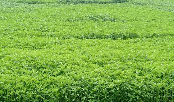 পাট চাষে লাভবান ও বীজ রোপনে দেশ সেরা কালীগঞ্জ