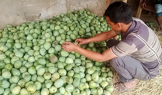 সাপাহারে গুটি আম পাড়া শুরু