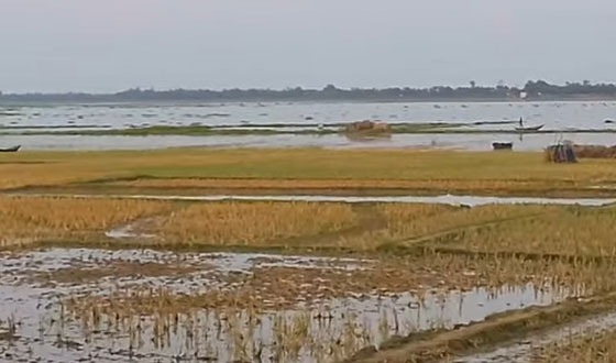 তানোরে কয়েকদিনের বৃষ্টিতে যৌবনে ফিরছে বিলকুমারী