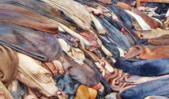 কোরবানির পশুর চামড়ার দাম নির্ধারণ করলো সরকার