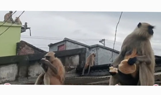 সাতক্ষীরায় লোকালয়ে ঘুরে বেড়াচ্ছে কালোমুখো হনুমান
