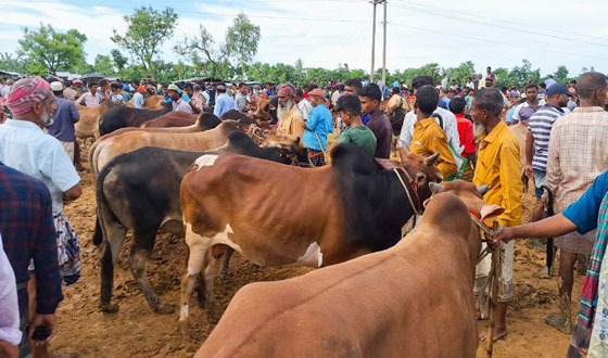 চৌবাড়িয়া পশুর হাটে জমজমাট বেচাকেনা
