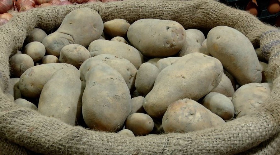 এবার আলু উৎপাদন কম হওয়ার শঙ্কা