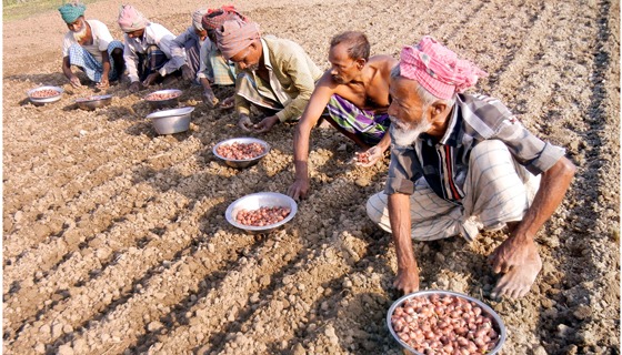 চরভদ্রাসনে পেঁয়াজ আবাদের ধুম, গুটি পেঁয়াজের চড়া মূল্যে কৃষক হতাশ