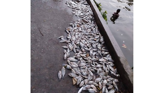 হিলিতে যুবদল নেতার পুকুরে বিষ দিয়ে লক্ষ টাকার মাছ নিধন