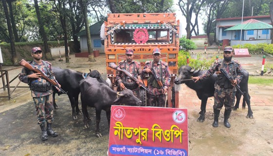 পোরশায় মালিক বিহীন ভারতীয় মহিষ আটক