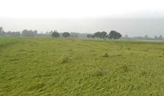 কাহারোলে কয়েকদিনের বৃষ্টি আমন ধান ও শীলকালীন সবজির ক্ষতি